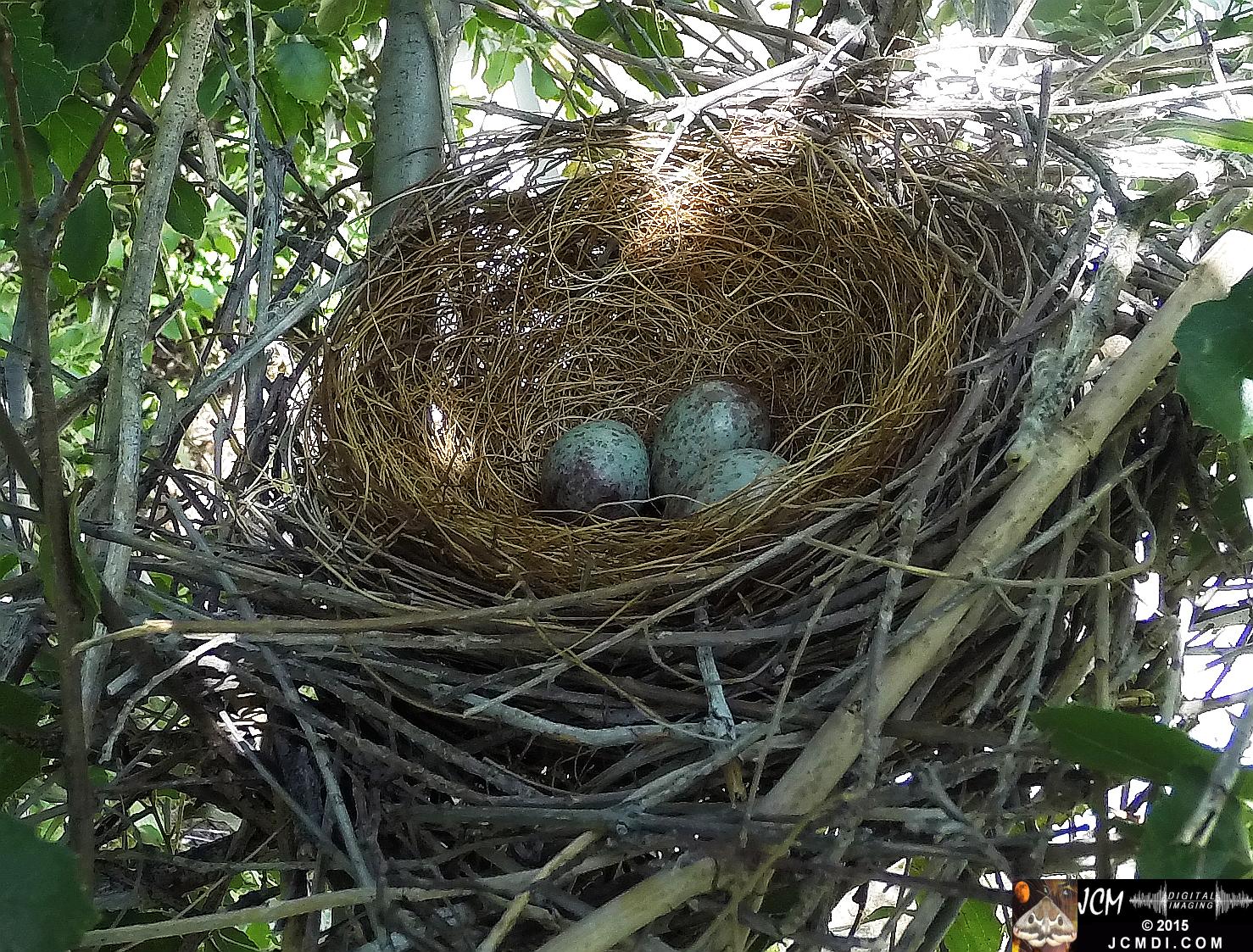 Scrub jay Nest empty in Santa Clarita, Ca jcmdi.com